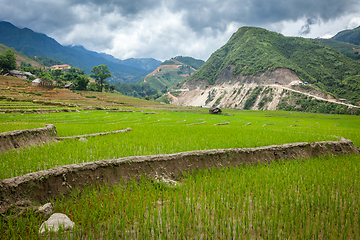 Image showing Rice plantations. Vietnam