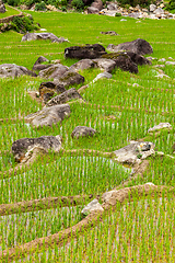 Image showing Rice plantations. Vietnam