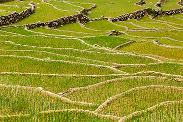 Image showing Rice plantations. Vietnam