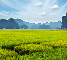 Image showing Rice field. Mui Ne