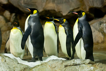 Image showing King Penguins (Aptenodytes patagonicus)