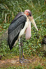 Image showing Marabou Stork
