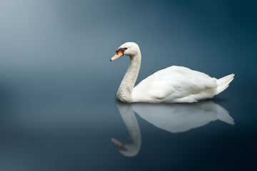 Image showing Mute Swan (Cygnus olor)