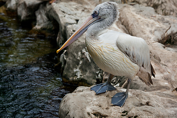 Image showing Spot-billed Pelican or Grey Pelican (Pelecanus philippensis)