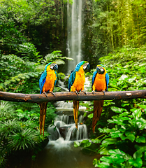 Image showing Blue-and-Yellow Macaw