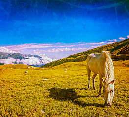 Image showing Horse grazing in Himalayas