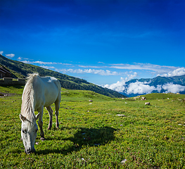 Image showing Horse grazing in Himalayas