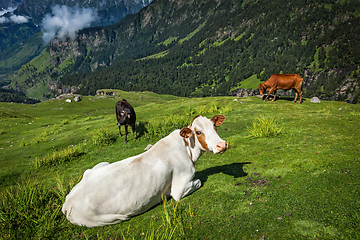 Image showing Cows grazing in Himalayas