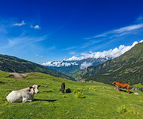 Image showing Cows grazing in Himalayas