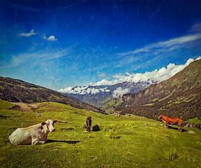 Image showing Cows grazing in Himalayas