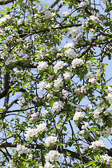 Image showing white flowers of trees