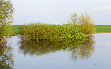 Image showing trees on the river