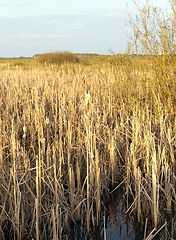 Image showing reed spring