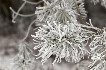 Image showing Frost on needles of pine