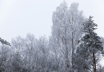 Image showing Hoarfrost on trees