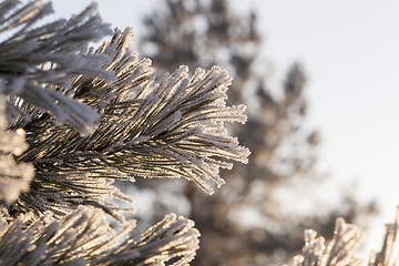 Image showing Pine with a frost