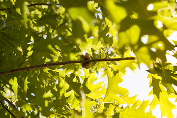 Image showing close-up of oak