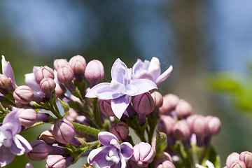 Image showing purple flowers