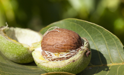Image showing walnuts in shell