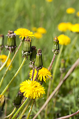 Image showing yellow beautiful flowers dandelions