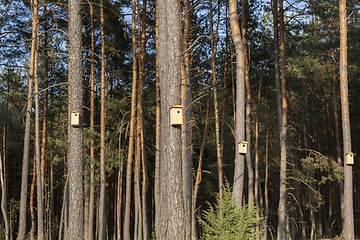 Image showing new wooden birdhouses