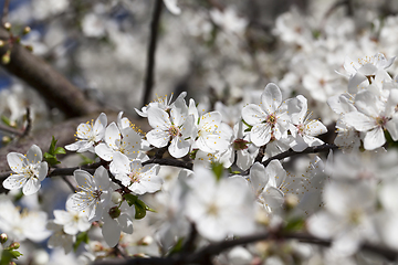 Image showing small white cherry flowers