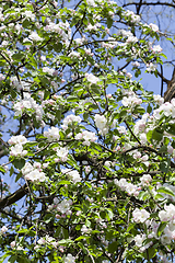 Image showing white flowers of trees