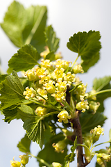 Image showing green blackcurrant flowers