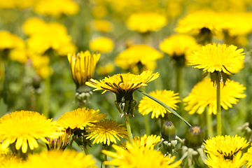 Image showing yellow beautiful flowers dandelions