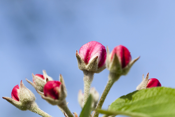 Image showing red buds of apple