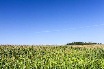 Image showing green corn field