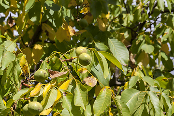 Image showing walnuts in a green shell