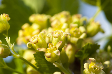 Image showing green blackcurrant flowers