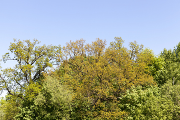 Image showing beautiful trees