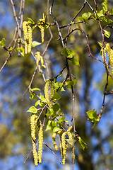 Image showing young birch,