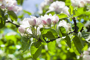 Image showing white flowers of trees