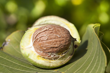 Image showing walnuts in shell