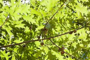 Image showing close-up of oak