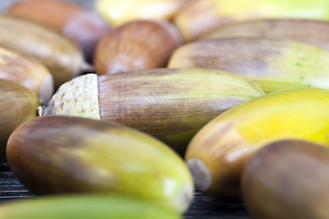 Image showing colored yellow and brown acorns