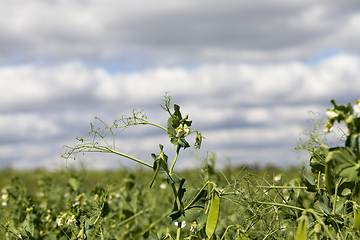 Image showing green plants