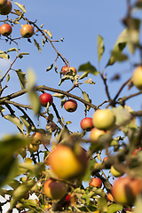 Image showing ripe whist apples