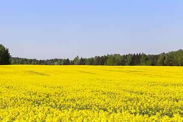 Image showing yellow rapeseed field