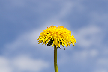 Image showing yellow dandelion