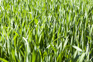 Image showing blades of wheat