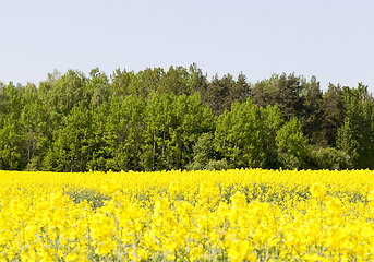 Image showing yellow rapeseed field