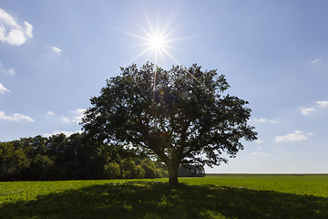 Image showing oak with foliage