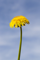 Image showing yellow dandelion