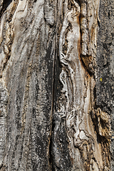 Image showing brown tree bark