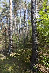 Image showing forest, autumn