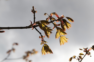 Image showing Details of maple